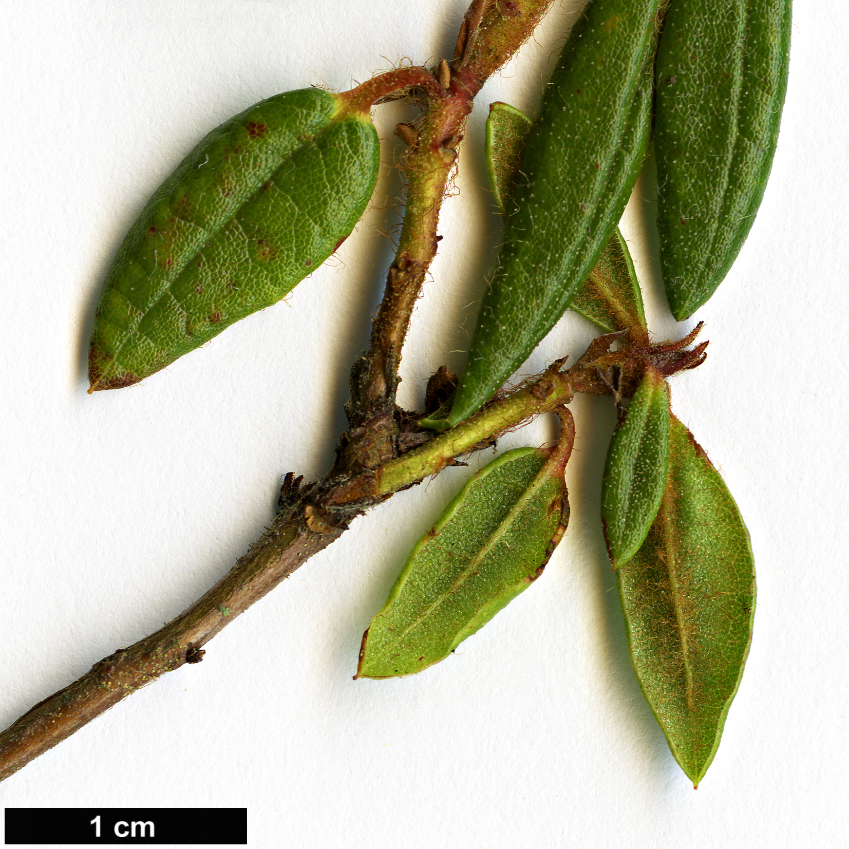 High resolution image: Family: Ericaceae - Genus: Rhododendron - Taxon: hypoleucum